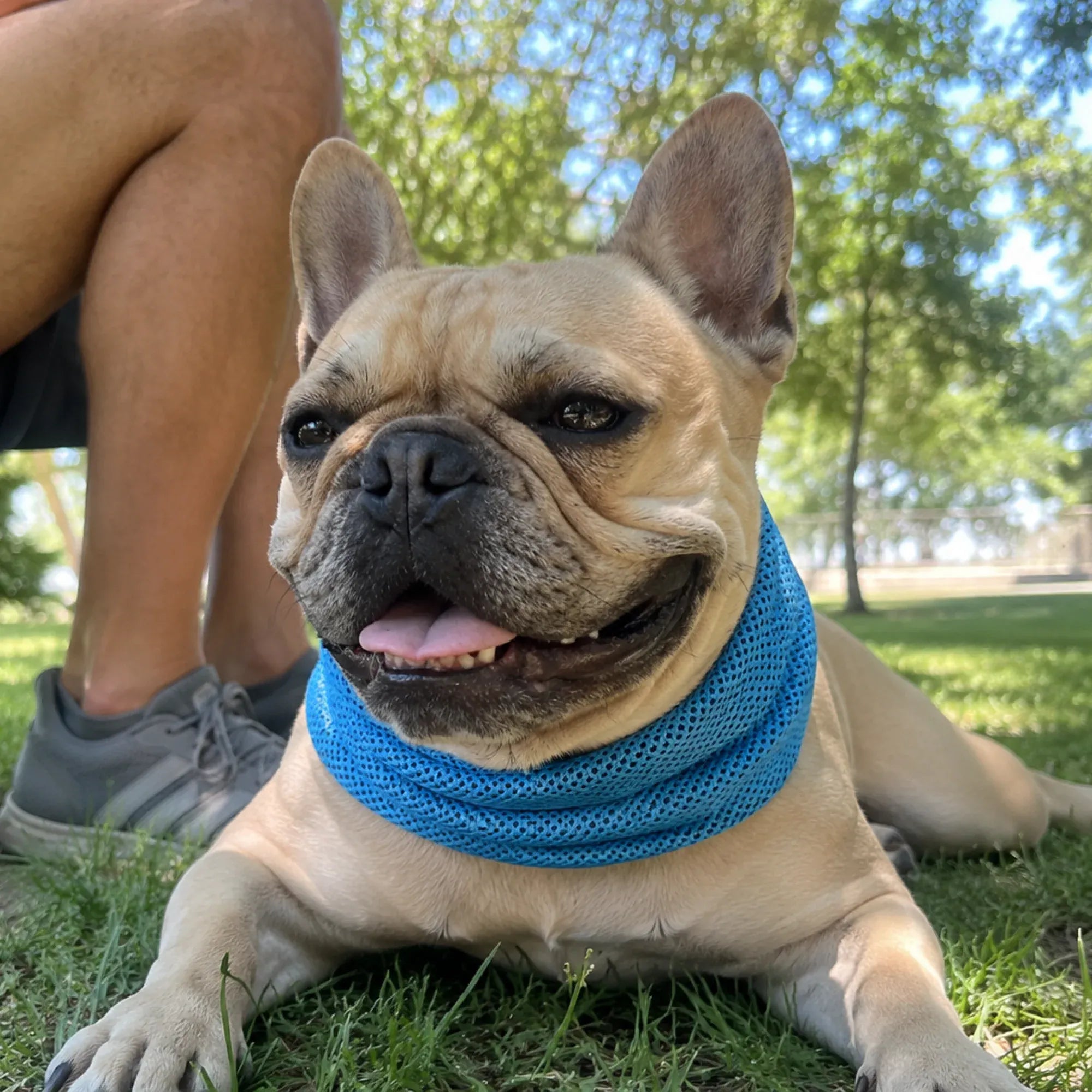 Furly & Co. Dog Cooling Neck Wrap